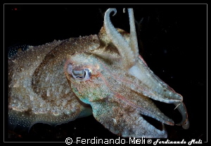 Cuttlefish by Ferdinando Meli 